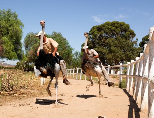 Ostrich Race